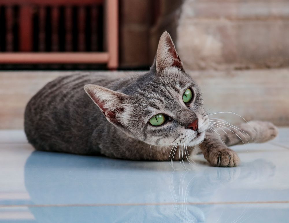 Фотография автора Ashraf Muhamed