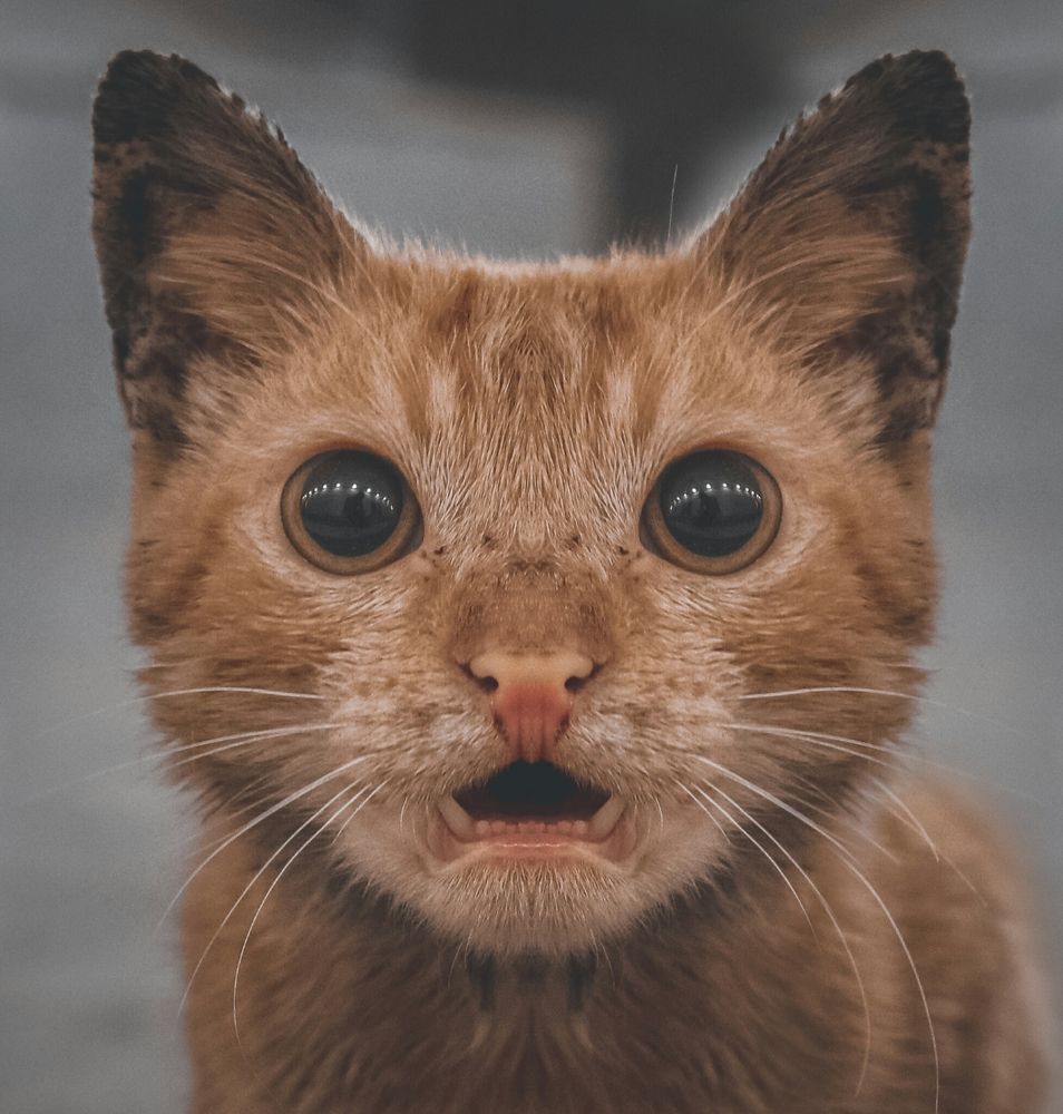 Фотография автора Ashraf Muhamed