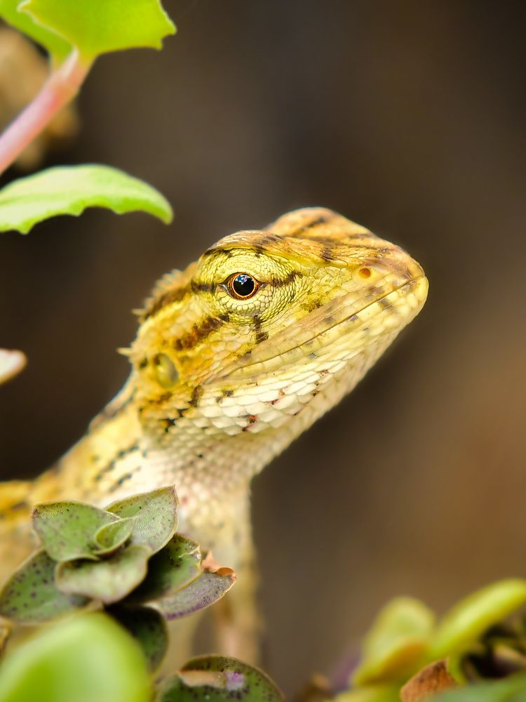 The Eye of the Lizard