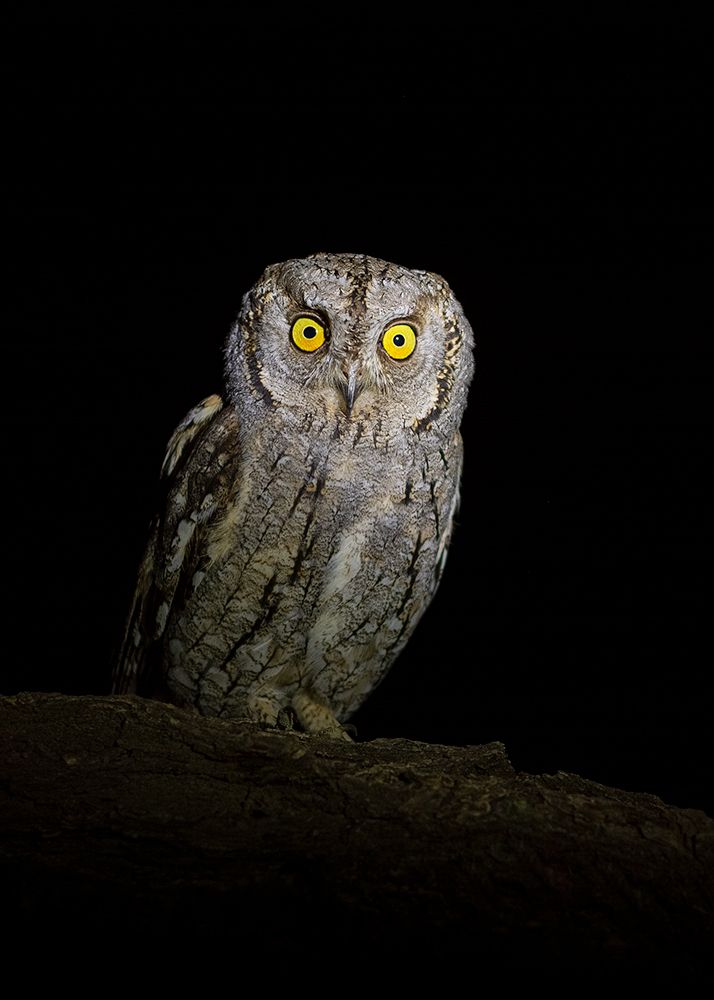 Photograph by sajjad saadat