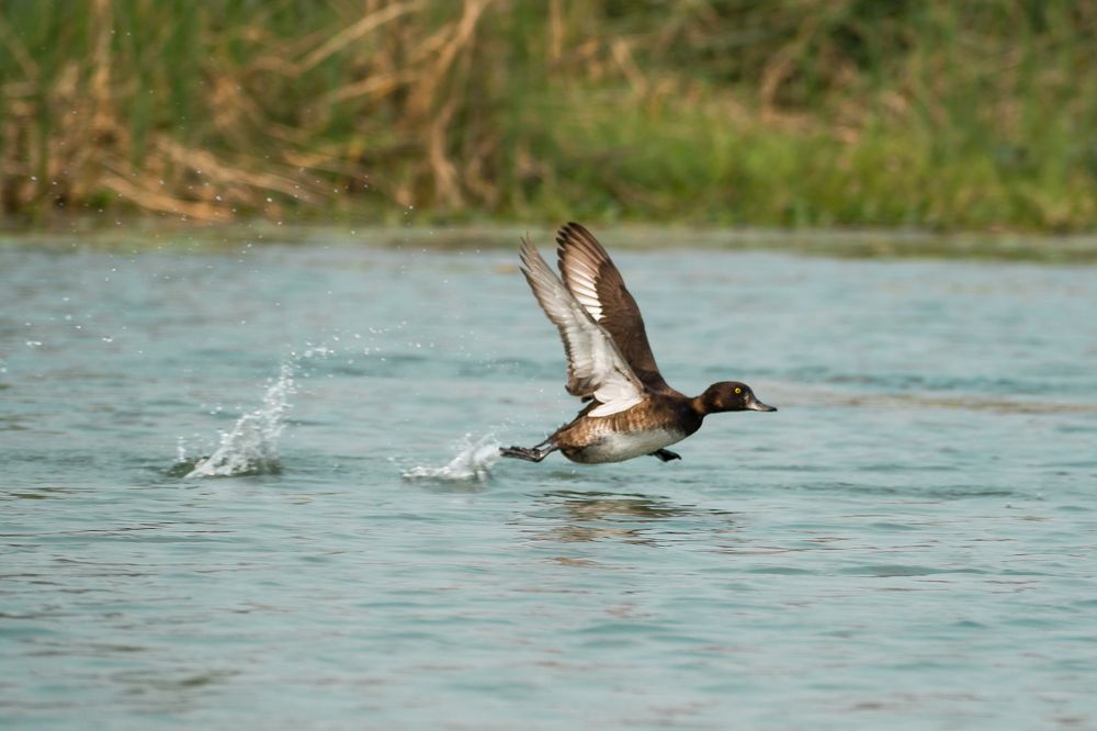 Photograph by Sudip Biswas