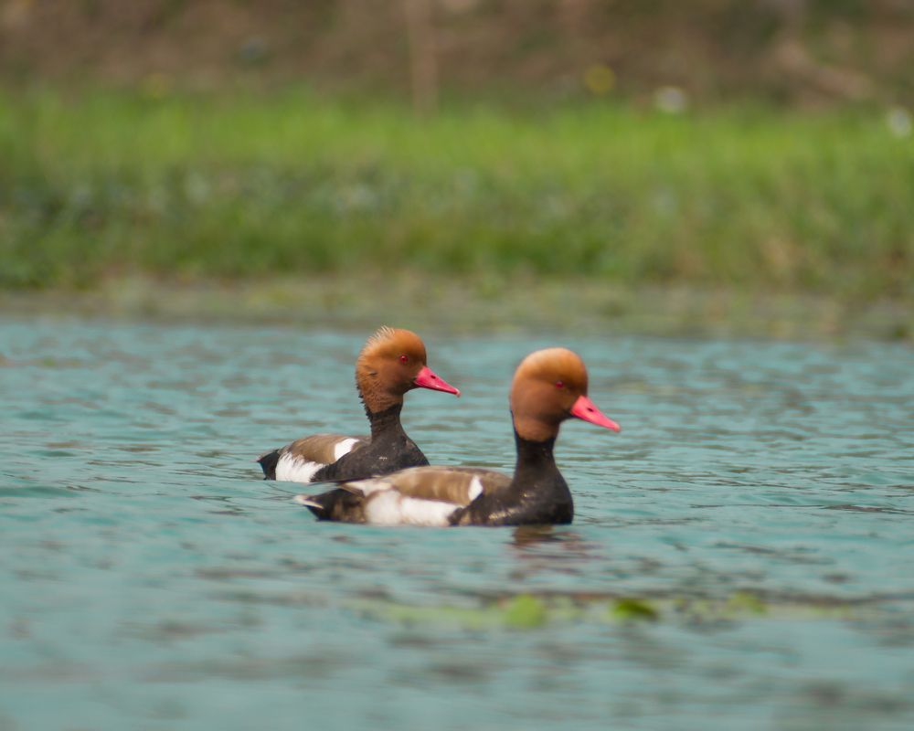 Photograph by Sudip Biswas