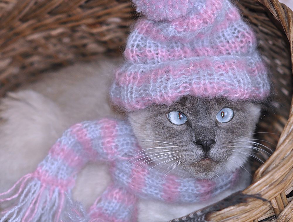 Теплолюбивая сиамка