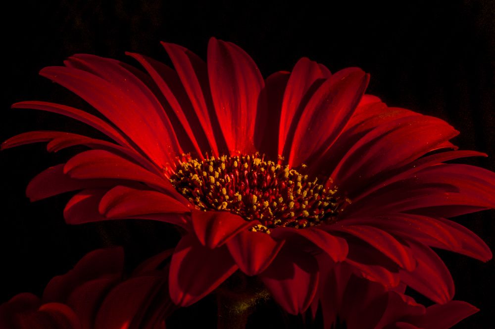 Фотография автора NIghtdream