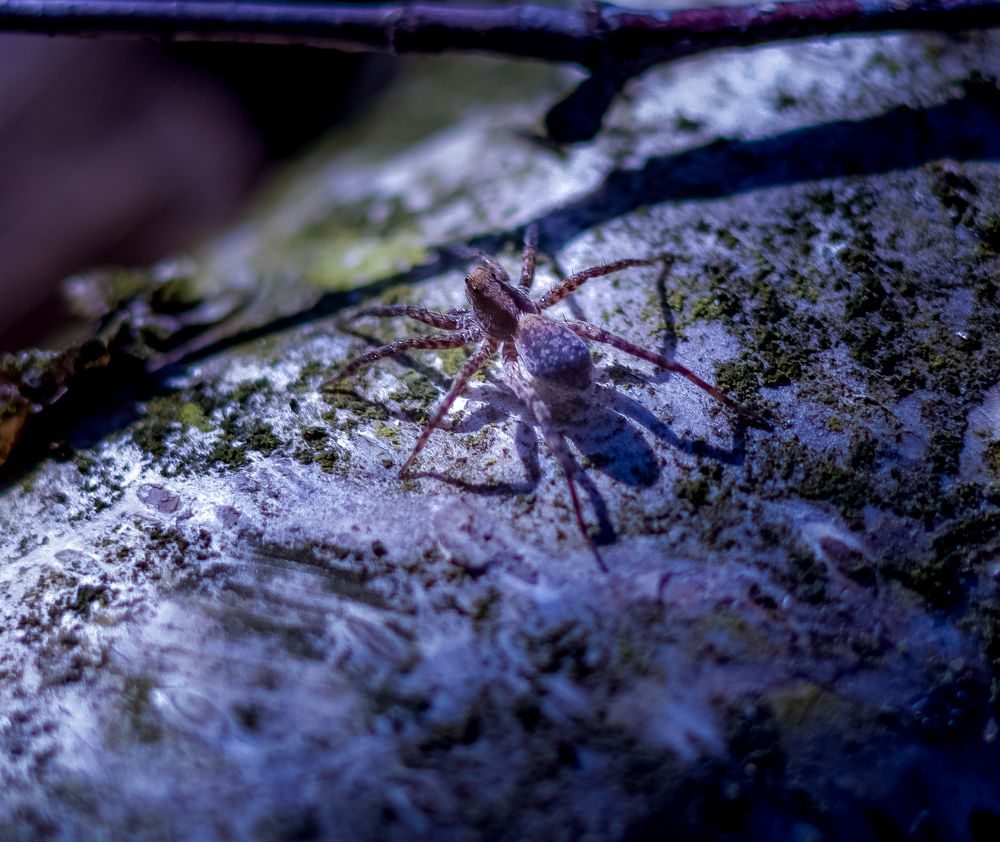 Фотография автора NIghtdream