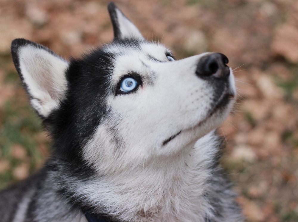 Photograph by Юлия Тигра