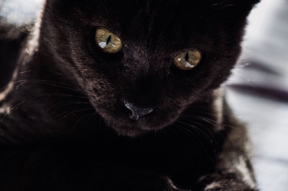 Photograph by Юлия Тигра