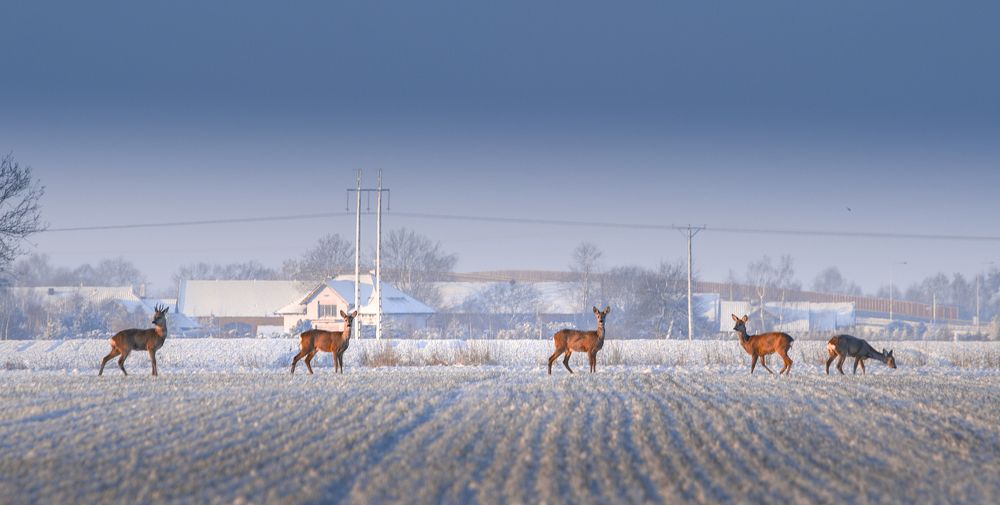 Фотография автора NIghtdream