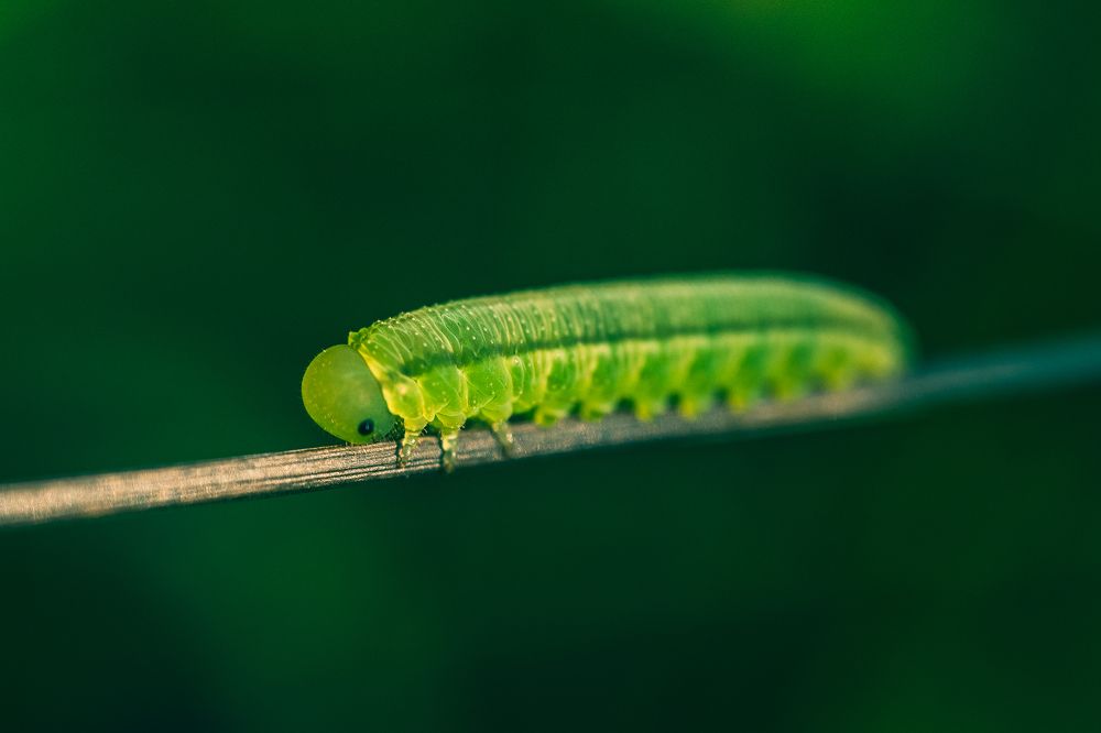 Photograph by Kamil Stępień