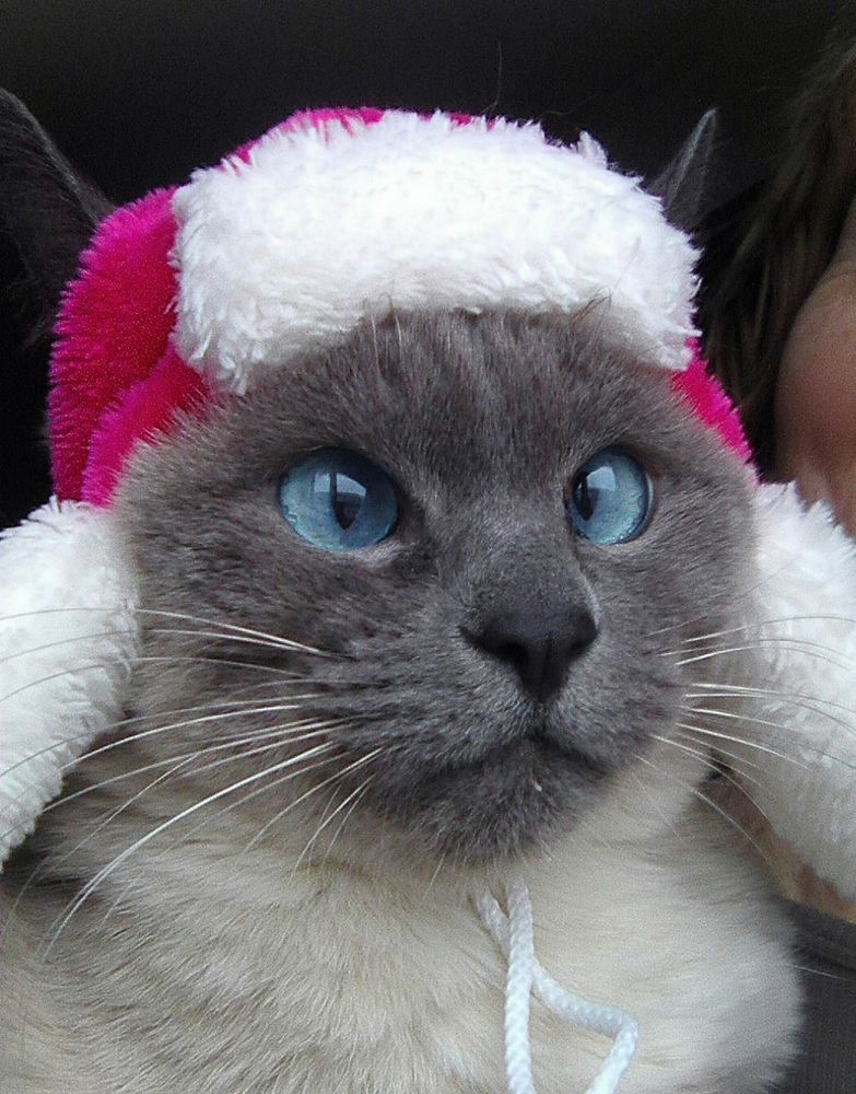 В шапке-ушанке, а ушки на макушке