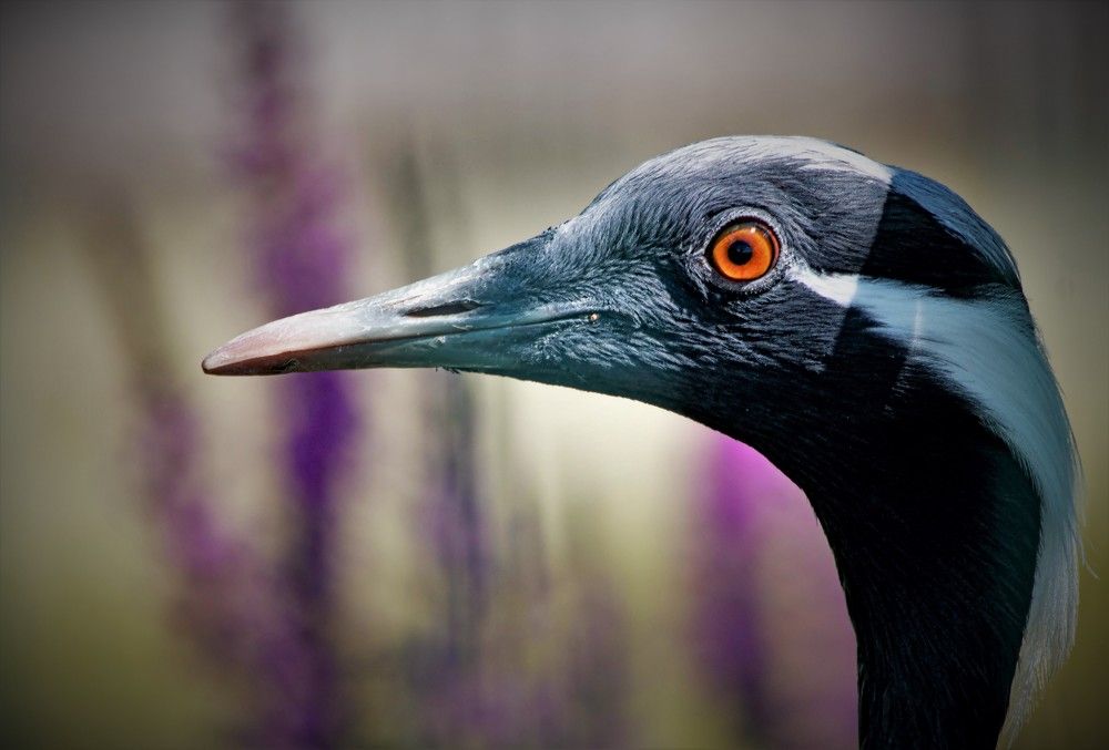 Журавлик - удивляка!