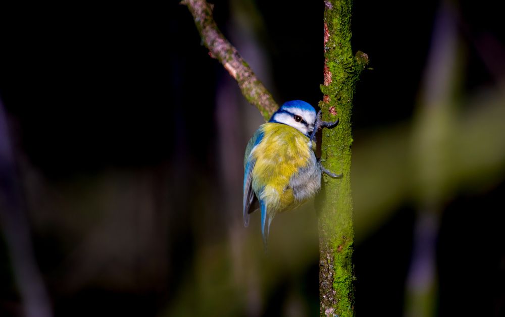 Фотография автора NIghtdream