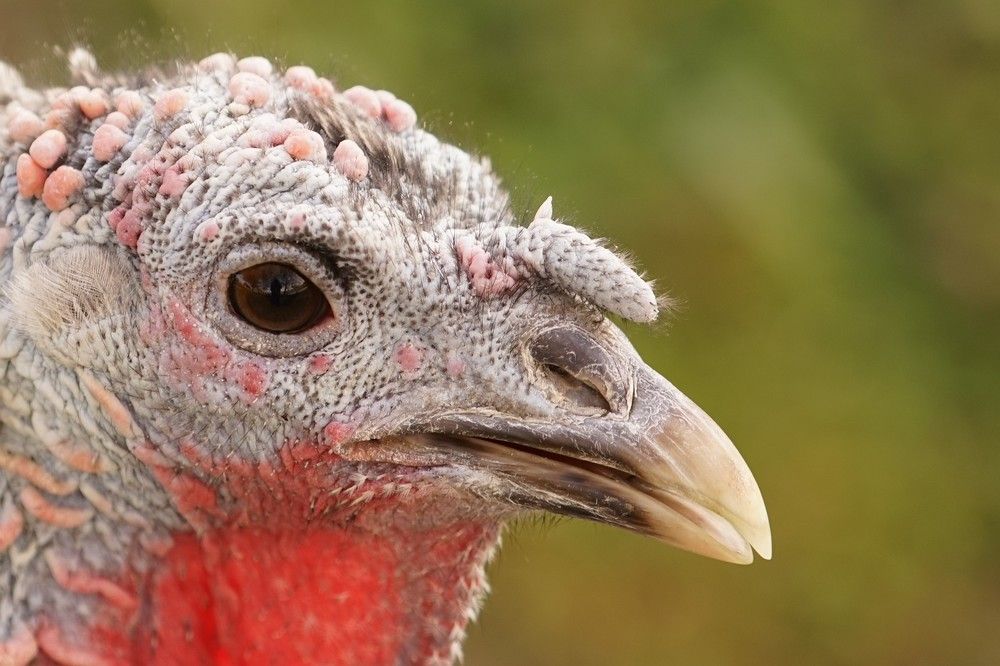 Взгляд Феникса.