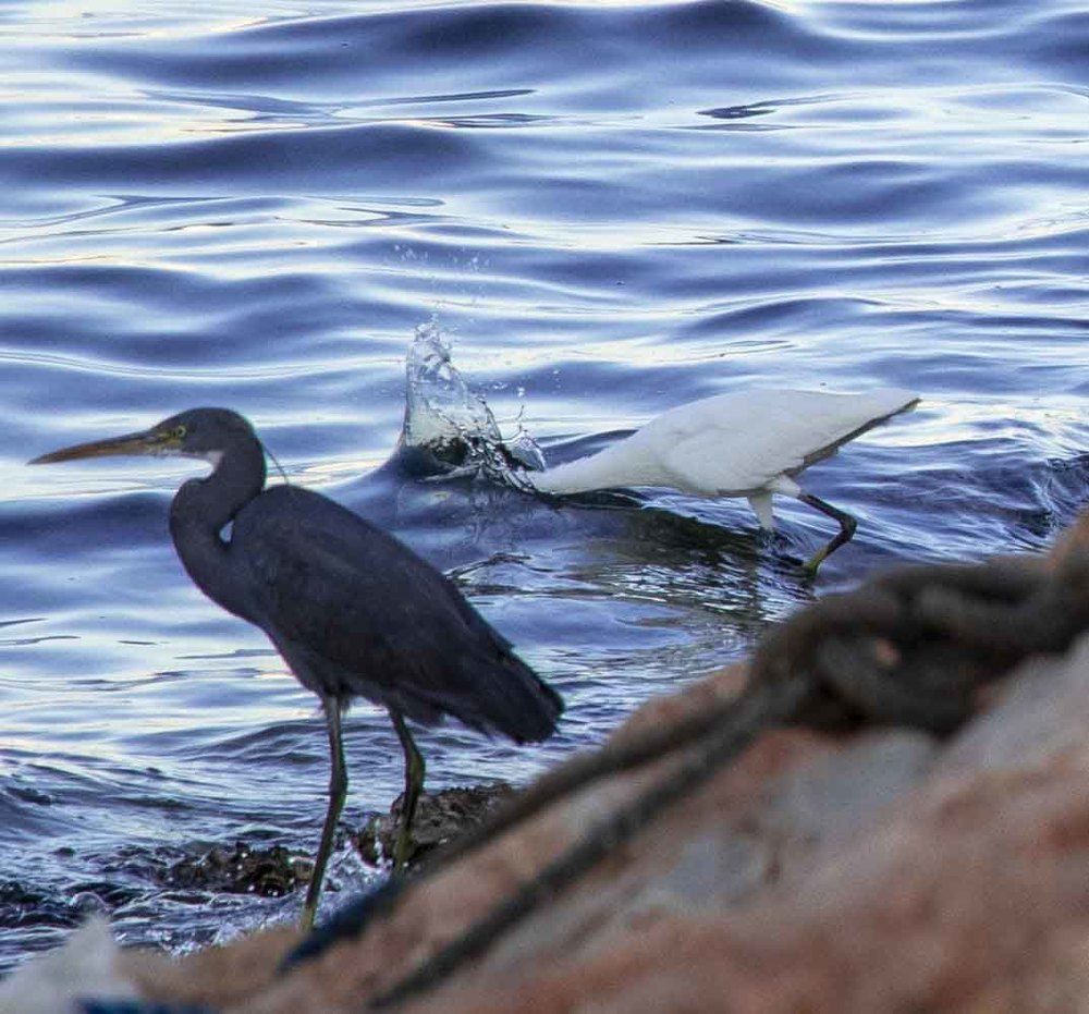 Photograph by Ali Zaghloul