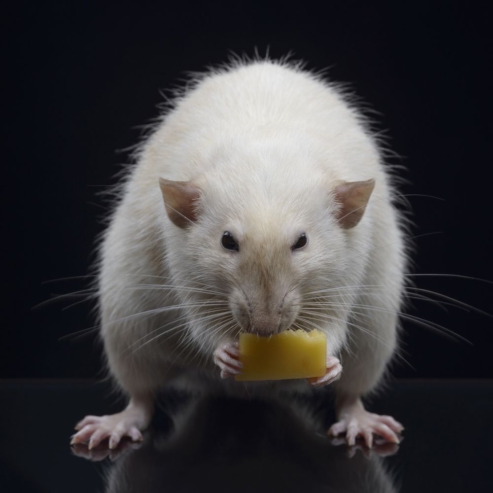 Фотография автора Кирилл Сизов