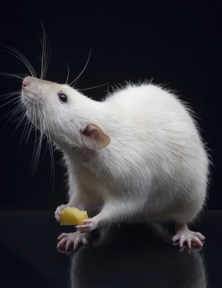 Фотография автора Кирилл Сизов