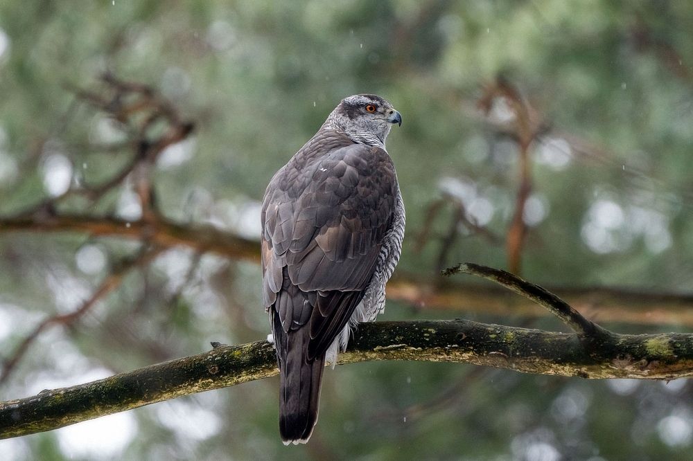 Photograph by Viktor Makarov