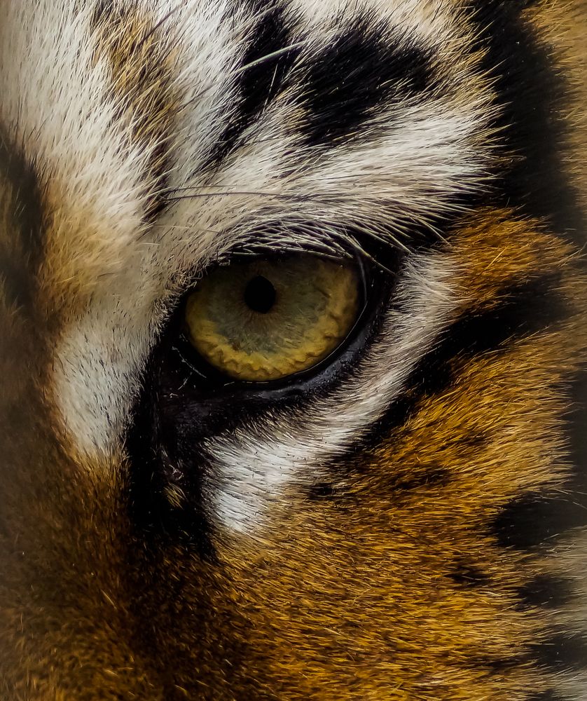 Photograph by Виктор Сёмушкин