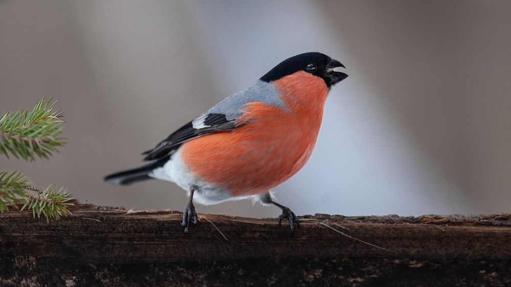 Photograph by Марат Кучкаев