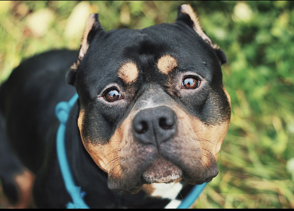 Собачья жизнь