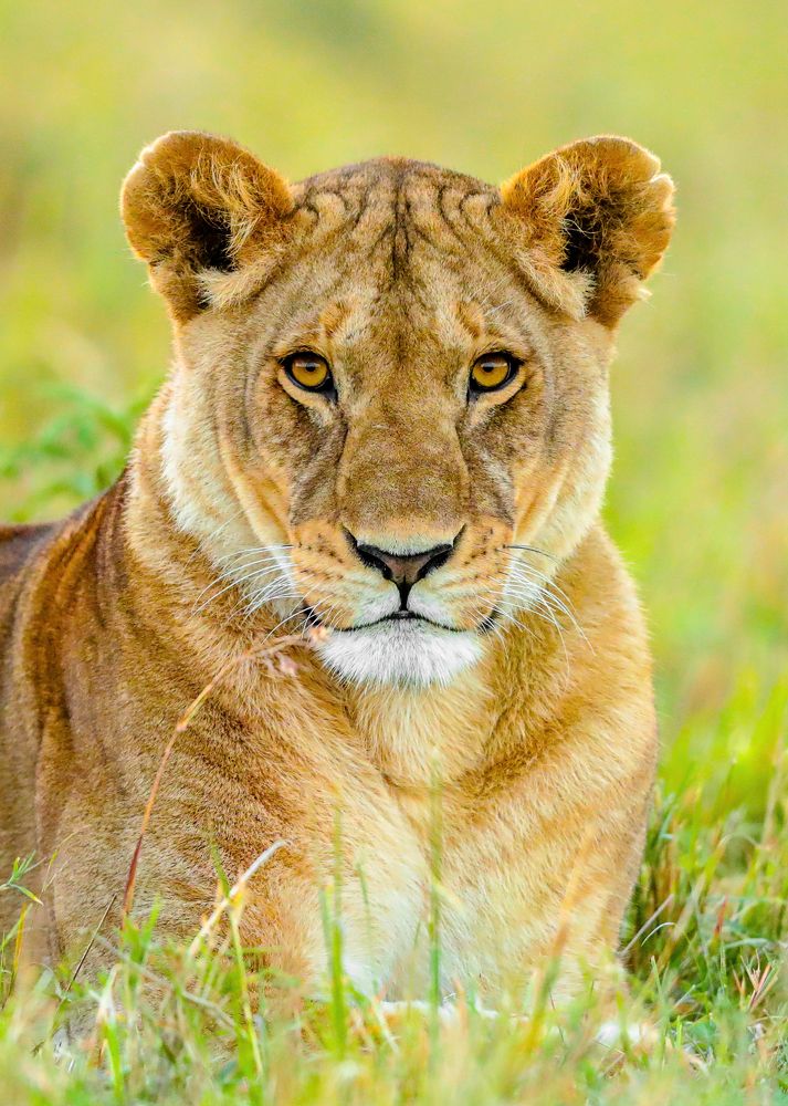 Фотография автора Rajharsha Narayanswamy