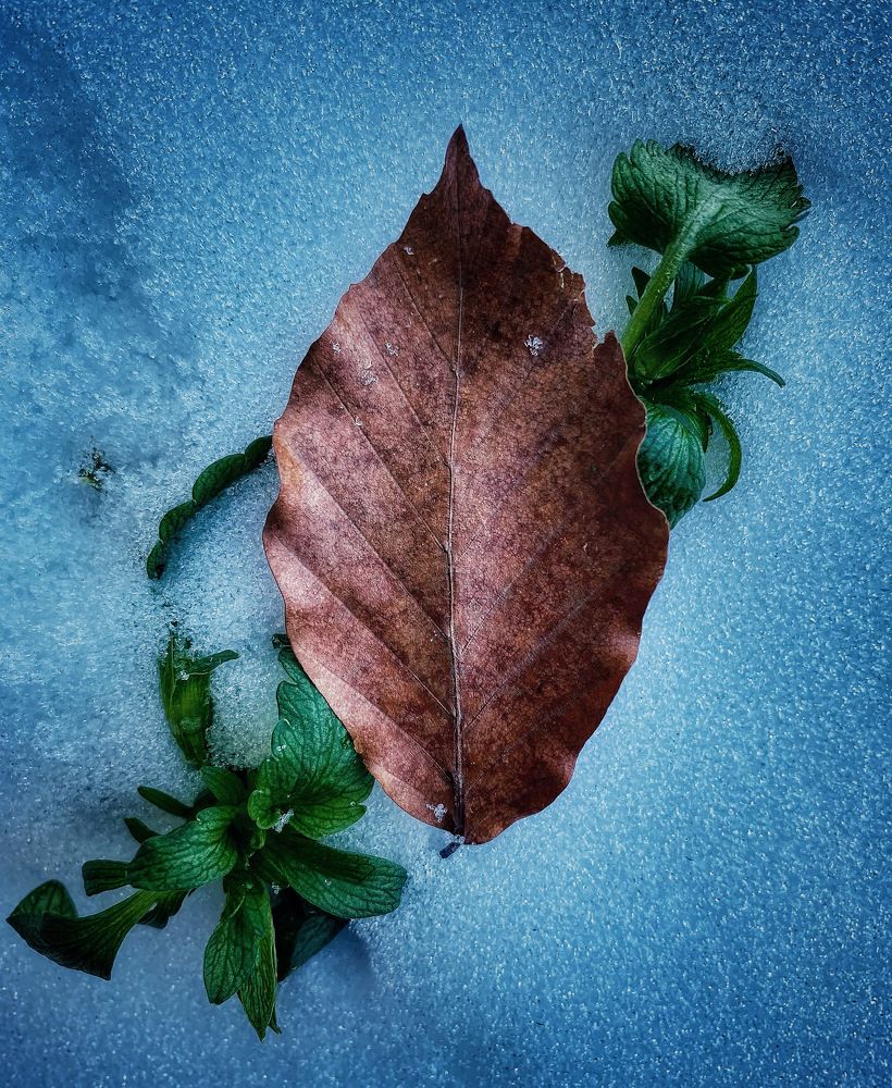 Autumn leaf in the middle of the snow