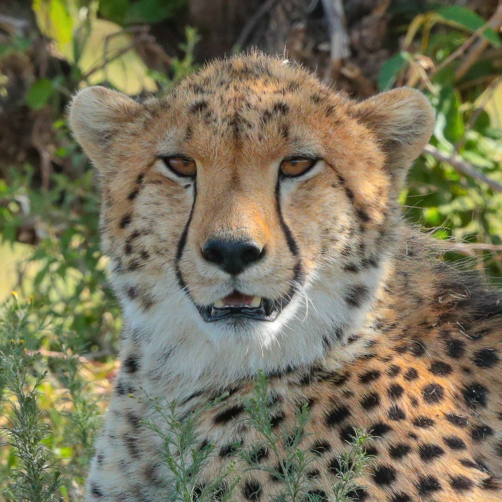 Фотография автора Rajharsha Narayanswamy