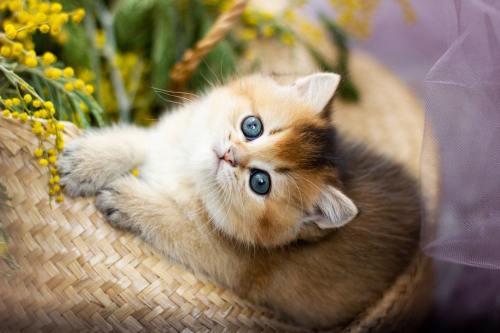 Photograph by Любовь Конева