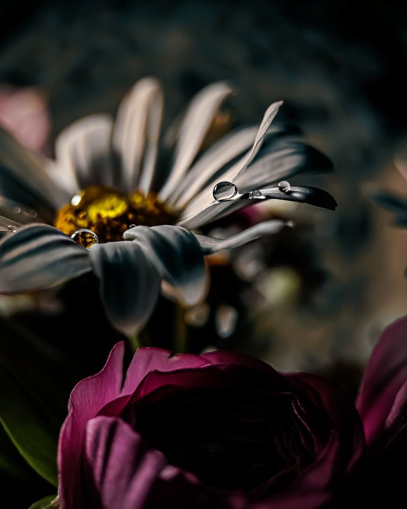 Фотография автора Марина Алексеевская