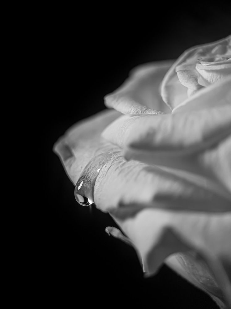 Фотография автора Марина Алексеевская