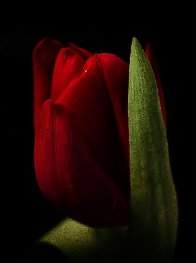 Фотография автора Марина Алексеевская