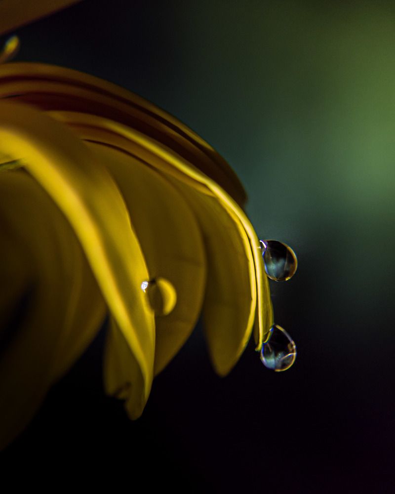 Фотография автора Марина Алексеевская