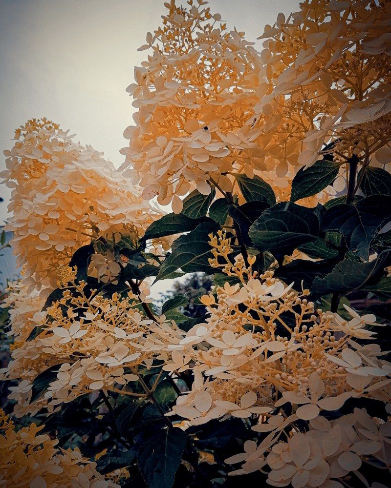 Осень дарит яркие краски