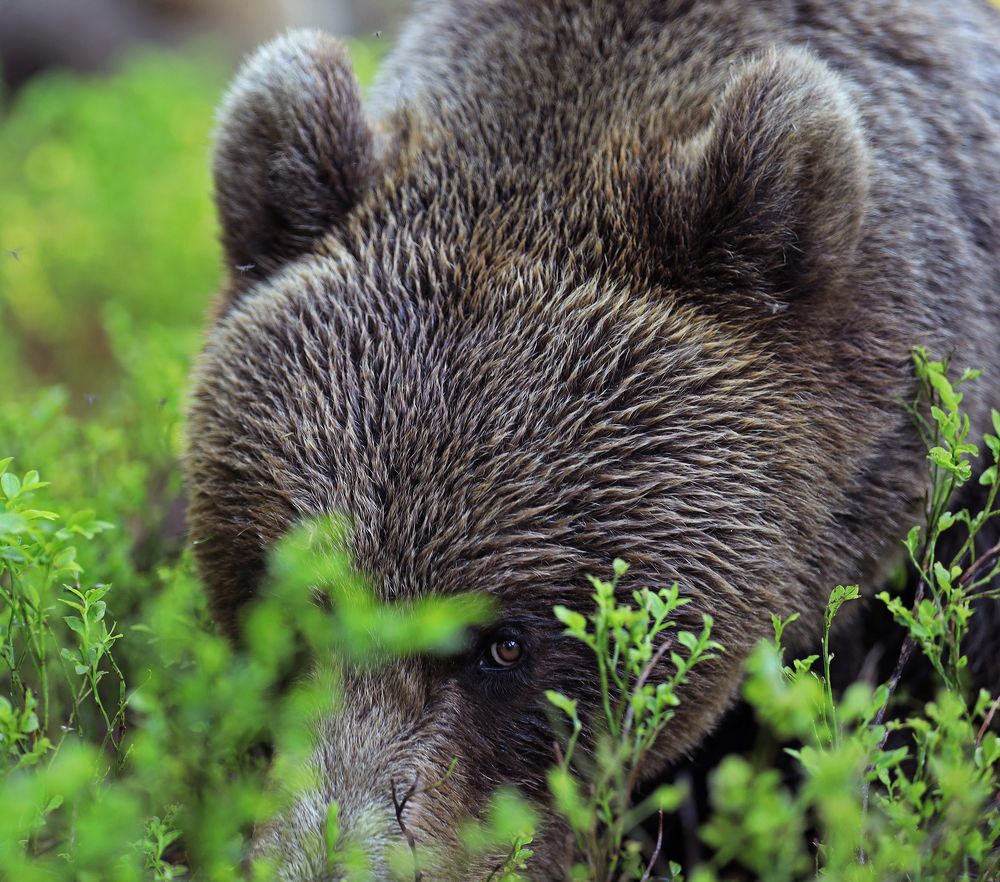 Мёда принёс?