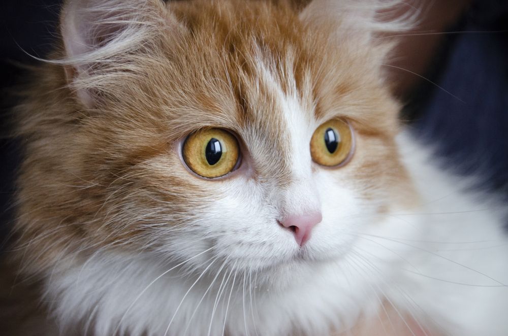 Взгляд-огонь!