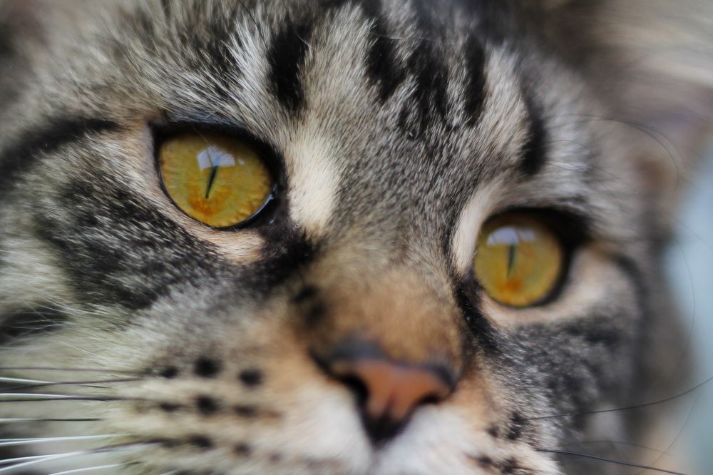 Photograph by Ирина Мамонова