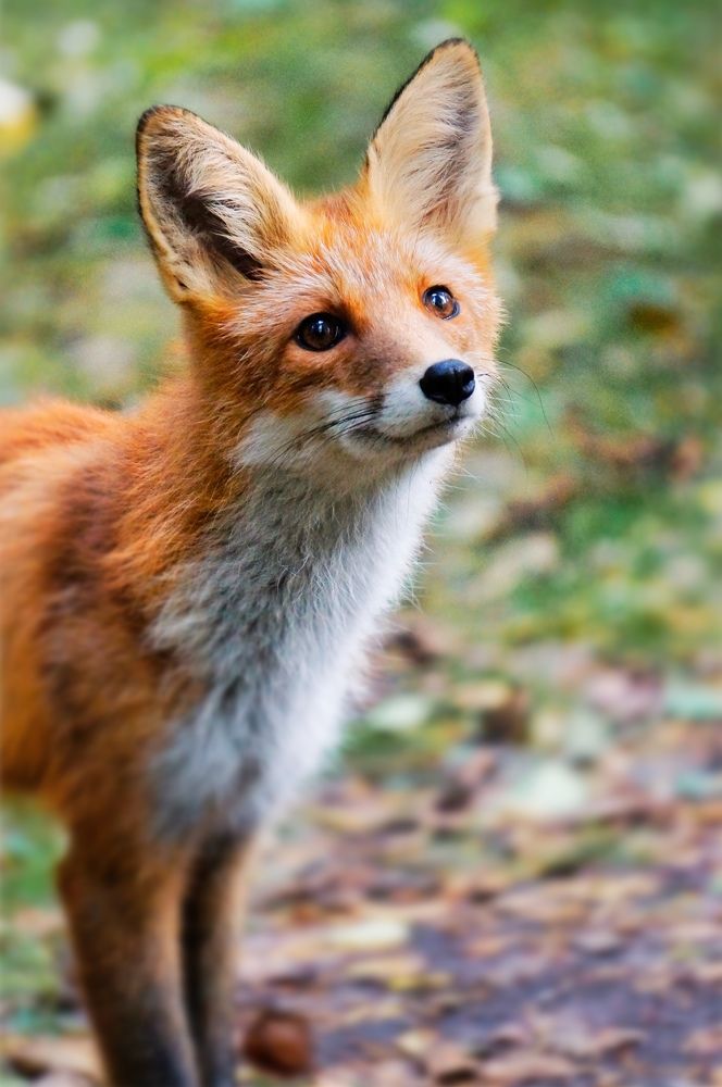 Чарующий взгляд дикой лисицы / The Enchanting Gaze of a Wild Fox