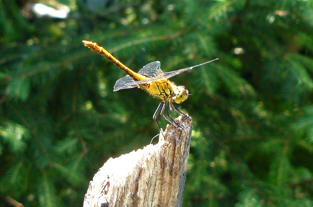 Photograph by леонид натапов