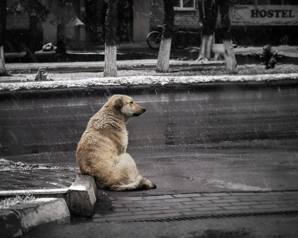 Фотография автора Дмитрий Деревянко