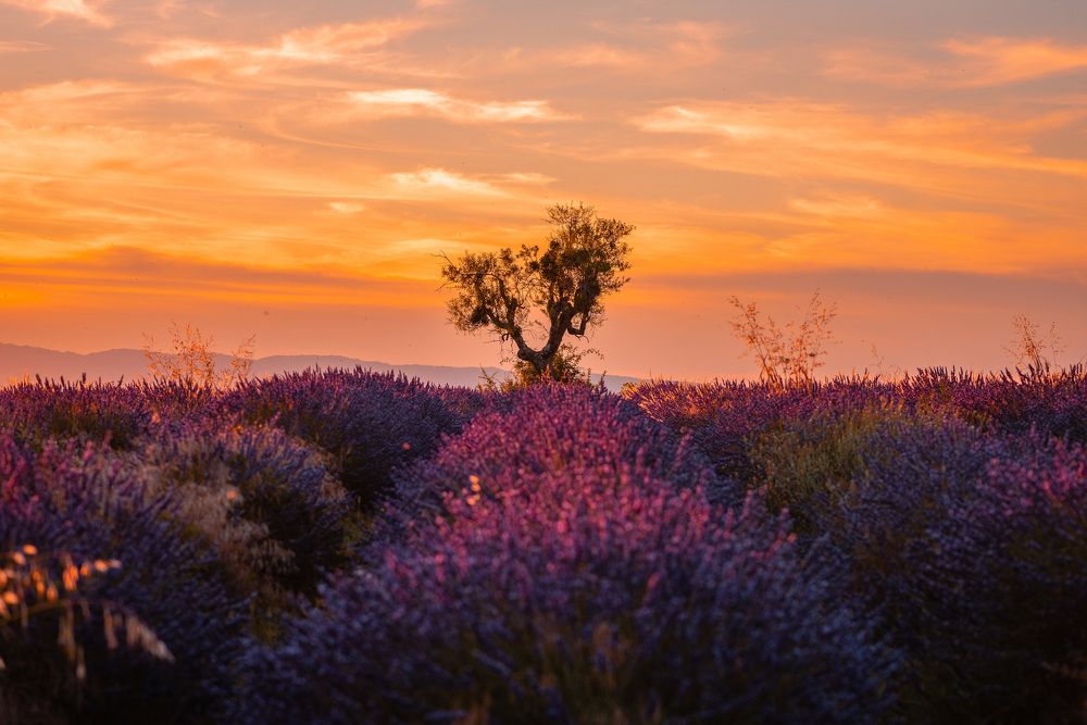 Photograph by Николай Пузанкевич