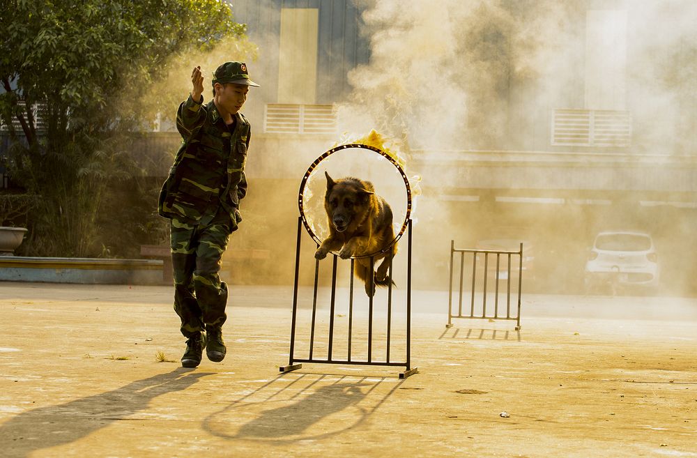 Training the professional dog.