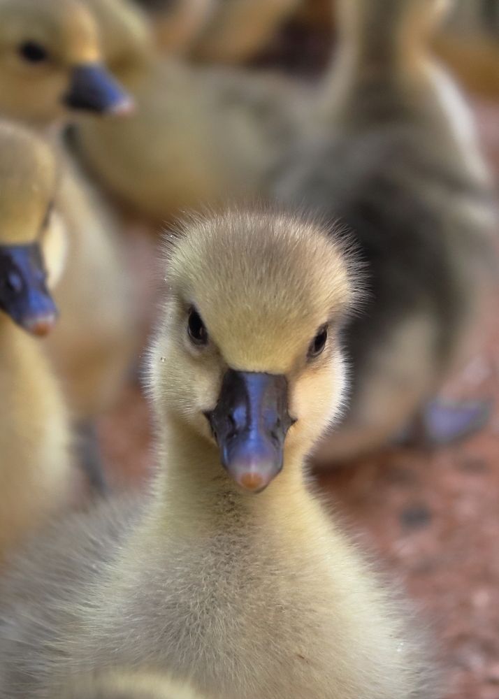 Photograph by Дмитрий Идрисов