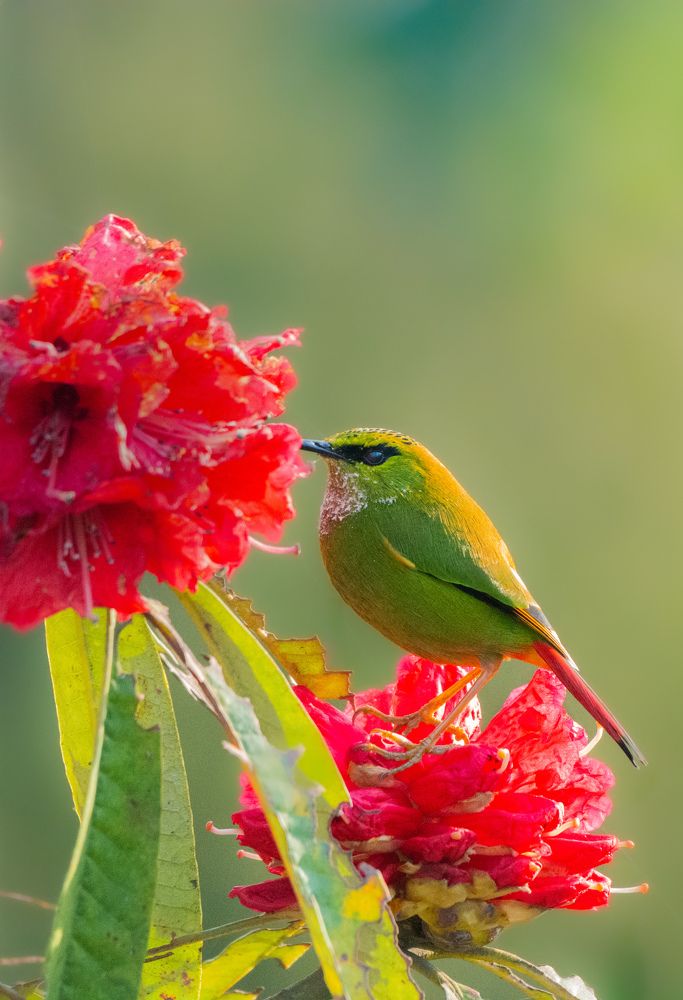 Photograph by Soumendu Das