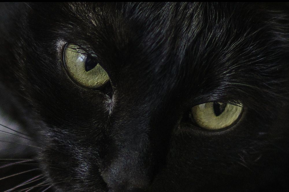 Кот Васька.