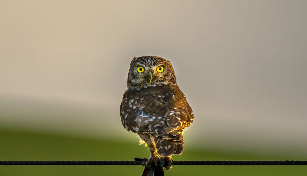 Photograph by Ioan Balasanu