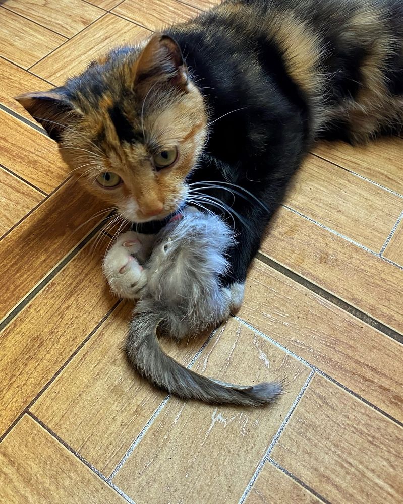 Фотография автора Кирилл Литовский