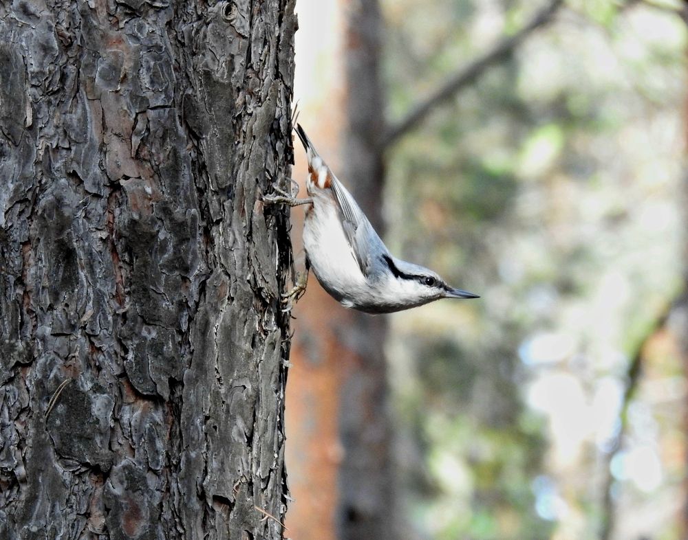 Поползень ( Nuthatch )