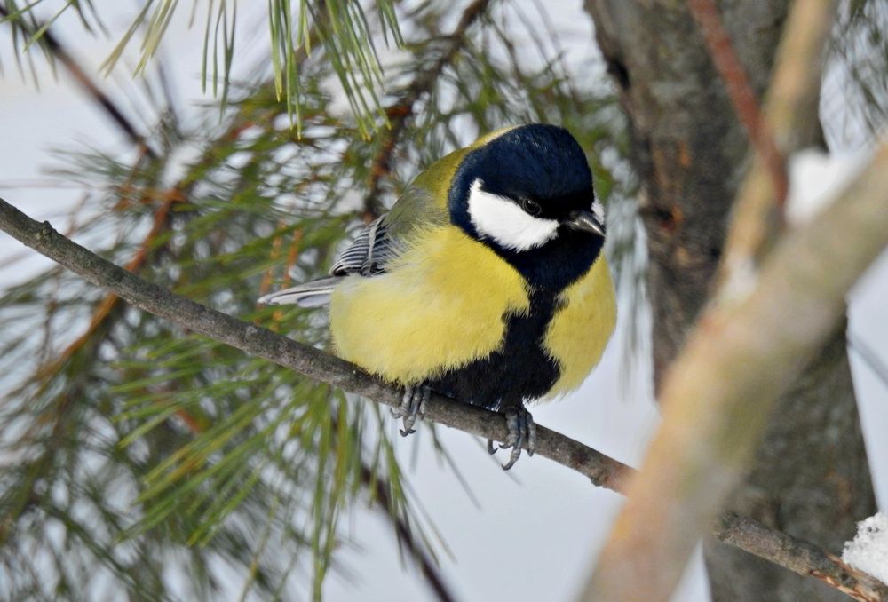 Синица ( Titmouse )