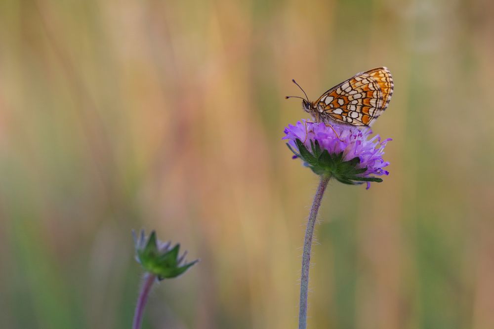 Heath fritillary in the golden hour.