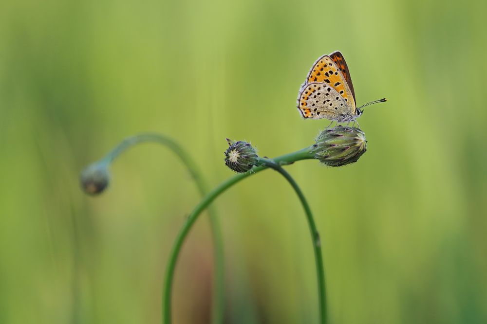 Lycaena tityrus. The sooty copper.